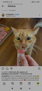 Snack Cremoso Churu De Atún Para Gatos 4 Tubos
