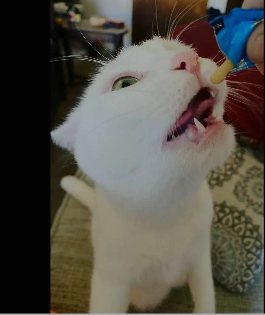 Snack Cremoso Churu De Atún Para Gatos 4 Tubos