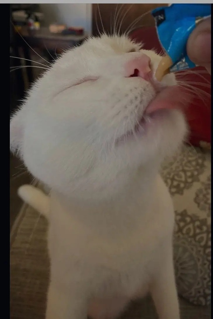 Snack Cremoso Churu De Atún Para Gatos 4 Tubos