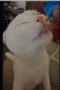 Snack Cremoso Churu De Atún Para Gatos 4 Tubos