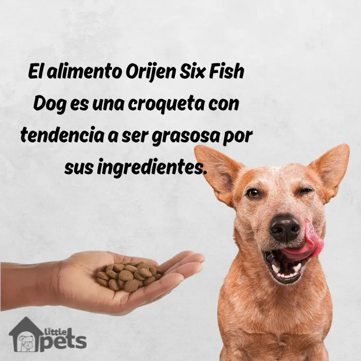Alimento Orijen Six Fish Para Perro Todas Las Edades Los Tamaños Sabor Pescado En Bolsa De 5.9kg