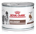 24 Latas Recovery Royal Canin 145g