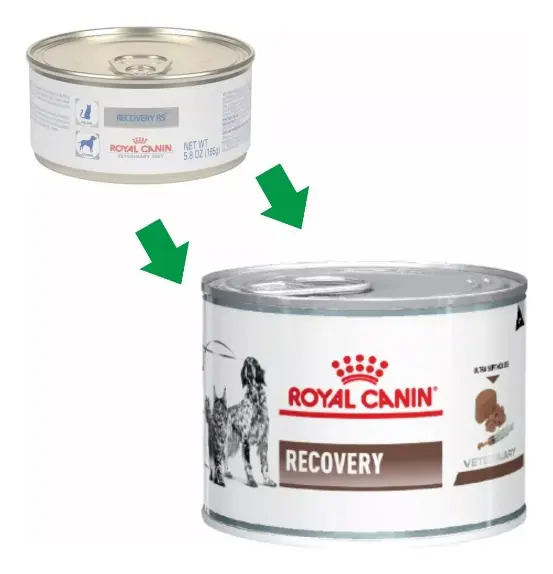 24 Latas Recovery Royal Canin 145g