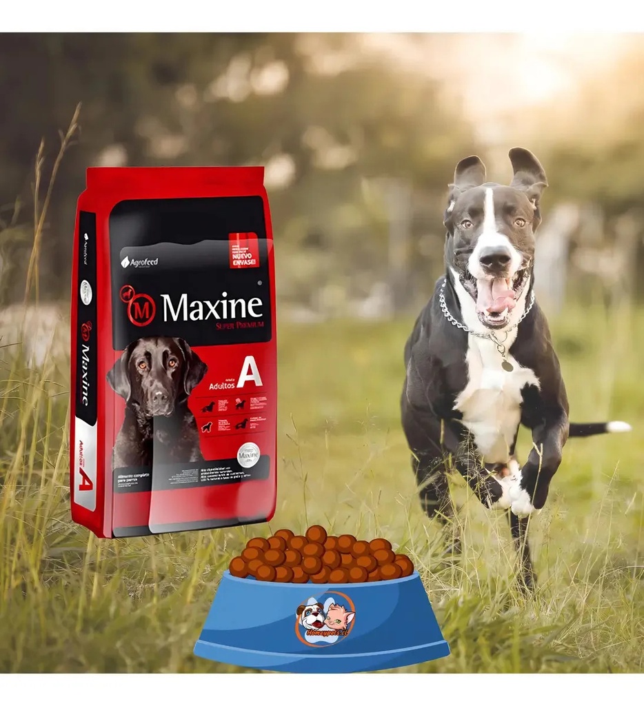Alimento Seco Perro Maxine Adulto Super Premium 21kg Protector Oral